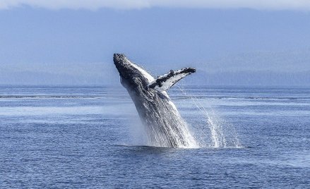 USA: Humbak wciągnął nurka. Mężczyzna uniknął połknięcia