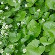 Wasabi rośnie też w Polsce