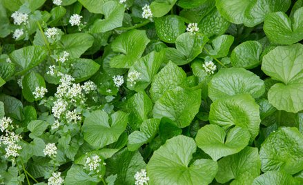 Wasabi rośnie też w Polsce