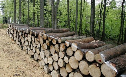 NIK krytykuje Lasy Państwowe za wydatki