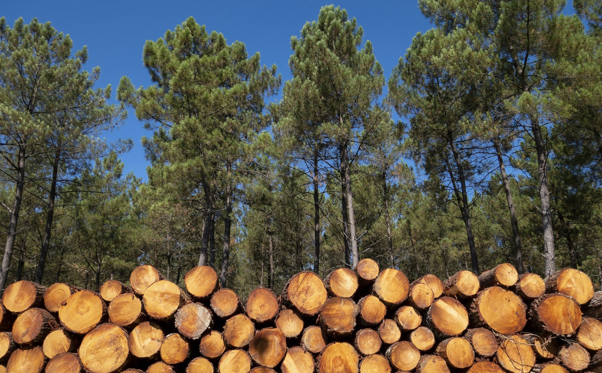 Ikea kupuje lasy nad Bałtykiem. Rekordowa transakcja