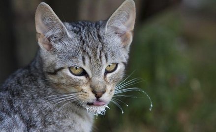 Kot pokonał dwa aligatory