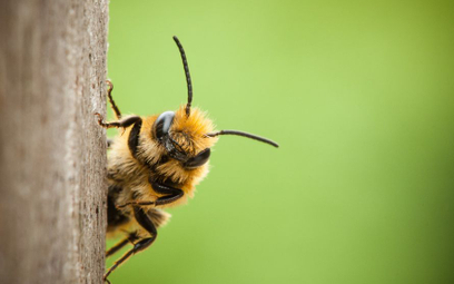 Pogoda w Polsce zabójcza dla pszczół