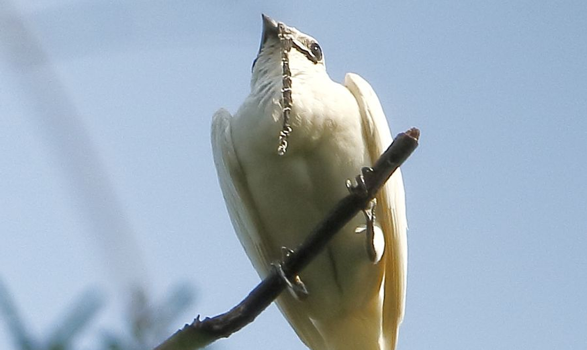 Кричит птица слушать. Одноусый Звонарь птица. Procnias Albus. White Bellbird. Громкая птица.