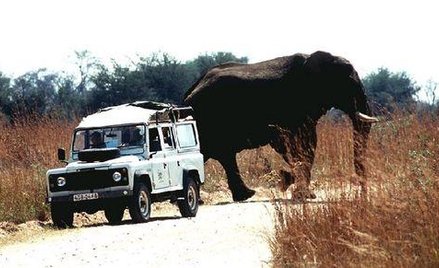 Biznesmen z Pomorza domaga się zwrotu kosztów za wyprawę do Zimbabwe. Na zdjęciu słoń w Parku Narodo