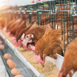 Wzrost sprzedaży tylko częściowo pochodzi z rosnącej produkcji, szczególnie drobiu