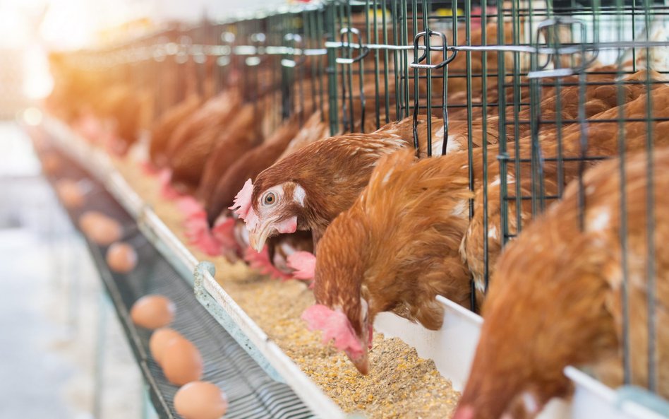 Wzrost sprzedaży tylko częściowo pochodzi z rosnącej produkcji, szczególnie drobiu