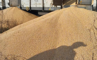 Tym razem wysypano ok.180 ton ukraińskiej kukurydzy