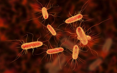 Powstała syntetyczna bakteria E. coli. Czemu ma to służyć?