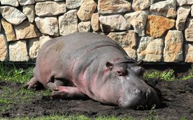 Hipopotamica Peagia byłą najstarszą przedstawicielką swojego gatunku żyjącą w polskich ogrodach zool