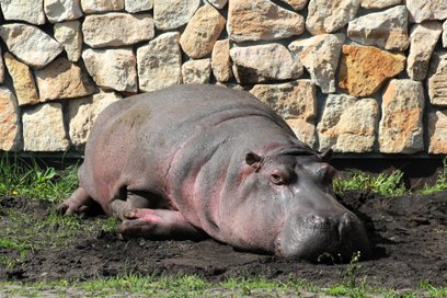 Hipopotamica Peagia byłą najstarszą przedstawicielką swojego gatunku żyjącą w polskich ogrodach zool