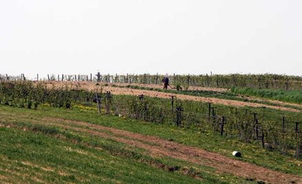 Użytkowanie wieczyste rozliczane jest tak jak usługi