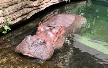 Samica Pelagia pozstaje w dobrej kondycji mimo swych 40 lat