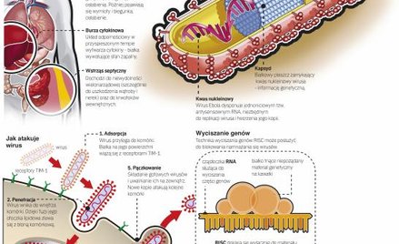 Czy umiemy zatrzymać epidemię Eboli