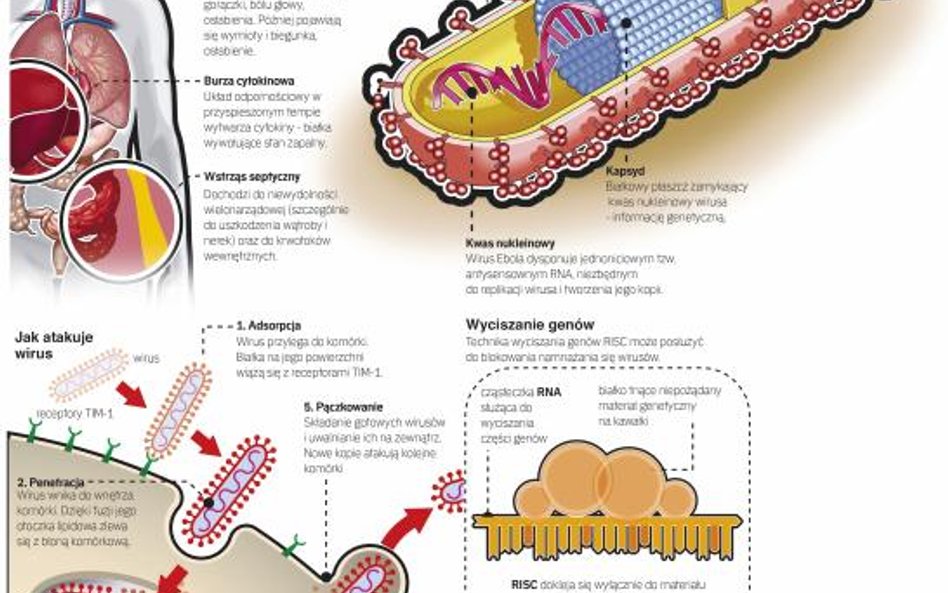 Czy umiemy zatrzymać epidemię Eboli