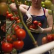 Branża usług HR, na czele z pracą tymczasową, może wkrótce stracić impet