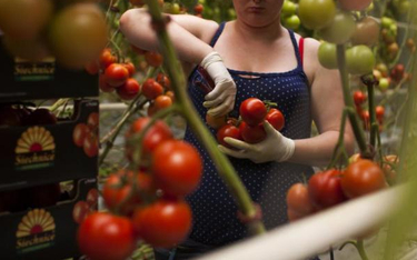 Polska blokuje ukraiński przecier pomidorowy