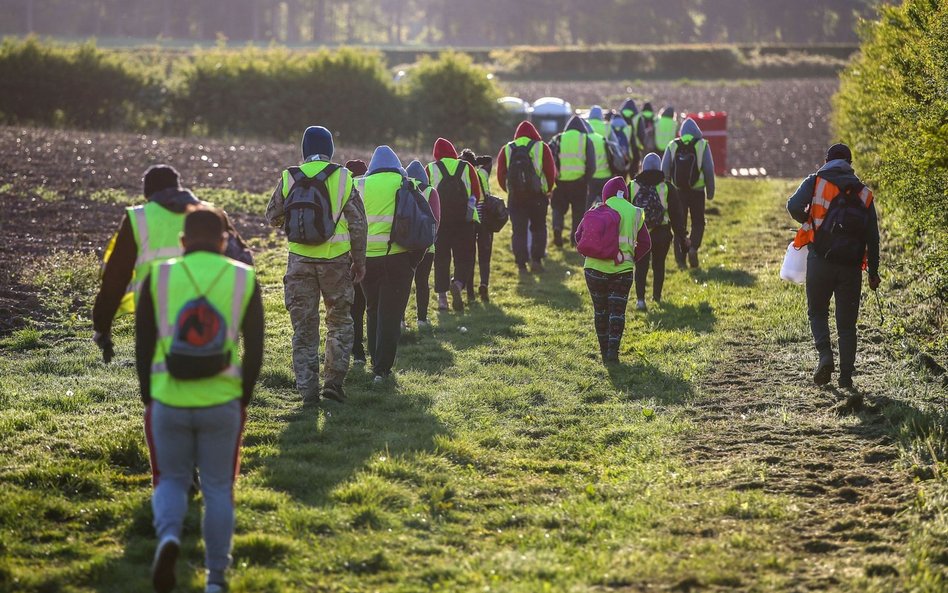 Brytyjscy farmerzy będą potrzebować tysięcy pracowników sezonowych