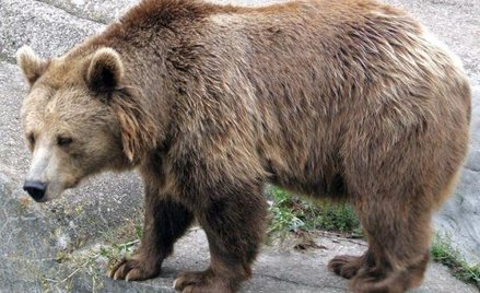 Niebezpieczny niedźwiedź w Bieszczadach. Trwają poszukiwania