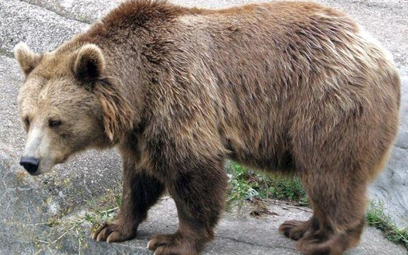 Niebezpieczny niedźwiedź w Bieszczadach. Trwają poszukiwania