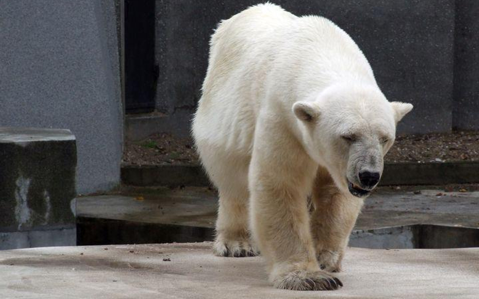 Niedźwiedź polarny z warszawskiego ZOO