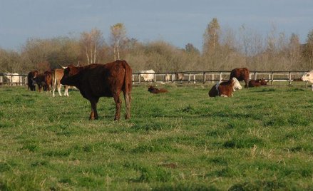 Składki z KRUS do Trybunału