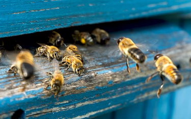 Pomogą pszczelarzowi, któremu otruto 2,5 mln pszczół
