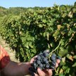 Winobranie