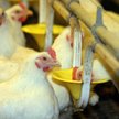 Padnie rekord na rynku drobiu