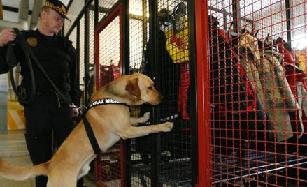 Policjanci z psami przeszkolonymi do wykrywania narkotyków pojawiają się w szkołach, gdy poproszą ic