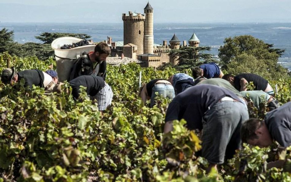 Żniwa Beaujolais