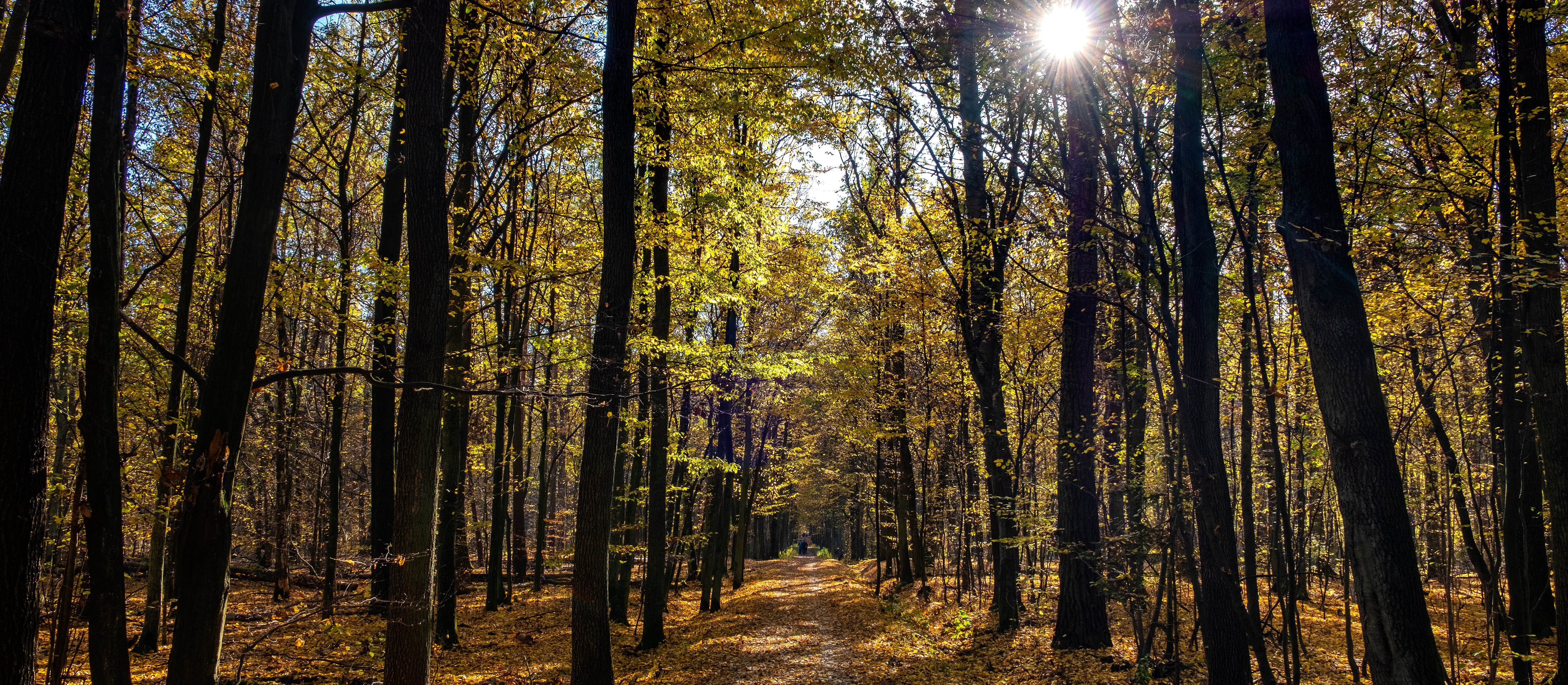 Moratorium na wycinkę lasów: między oczekiwaniem społecznym a prawem