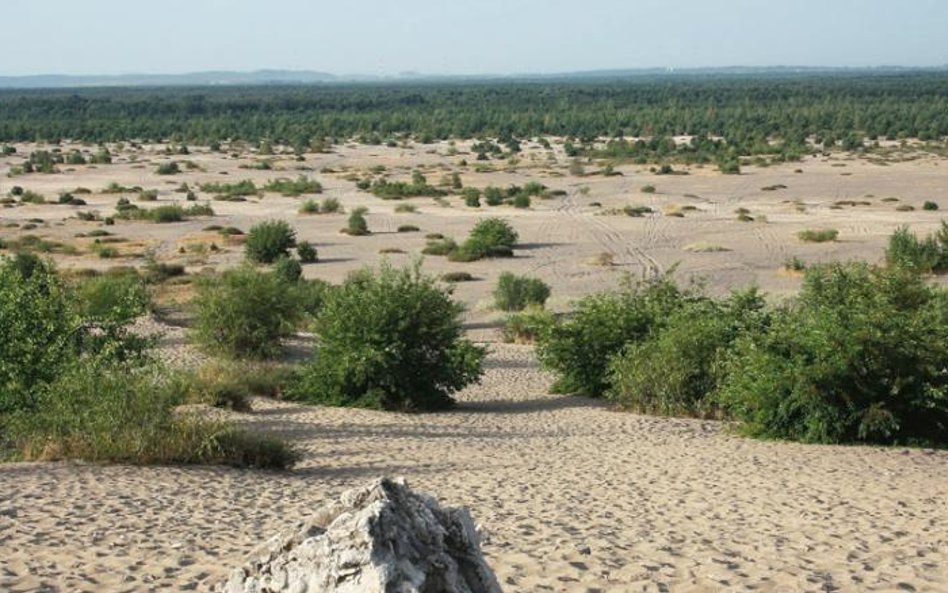 Ratunkiem dla Pustyni Błędowskiej było objęcie jej obroną jako obszar Natura 2000.