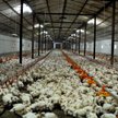 Afera antybiotykowa w mięsnym przemyśle