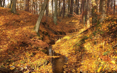 Jesienny urok przyrody