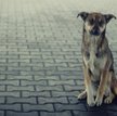 W połowie lutego w jednym z olsztyńskich kościołów będzie zaprezentowany bezdomny pies do adopcji.