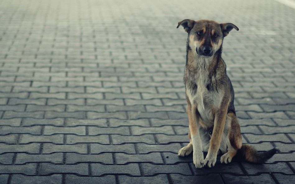 W połowie lutego w jednym z olsztyńskich kościołów będzie zaprezentowany bezdomny pies do adopcji.