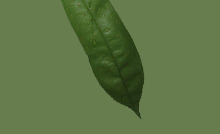 Amazonia, Katarzyna Przezwańska