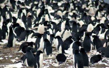 Pingwiny Adeli na Danger Islands