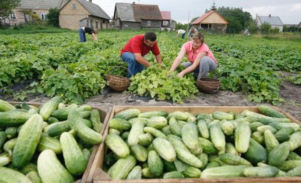 Po 2013 r. będzie jeden program rozwoju obszarów wiejskich
