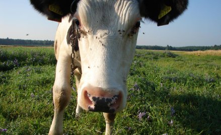 Francuski prezydent obiecał pomoc hodowcom bydła