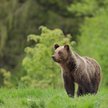 Na tatrzańskich szlakach pojawia się coraz więcej niedźwiedzi, donoszą internauci / zdjęcie ilustrac
