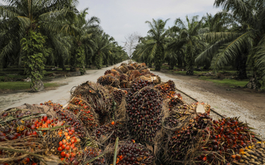 Wojna winduje ceny oleju palmowego