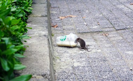 Szczur to nowa „maskotka” Nowego Jorku. Miasto nie radzi sobie z liczbą gryzoni