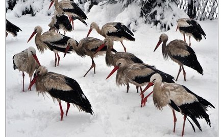 „Na śniegu” Zdjęcie to zdobyło drugie miejsce w kategorii profesjonaliści/ Dariusz Delmanowicz