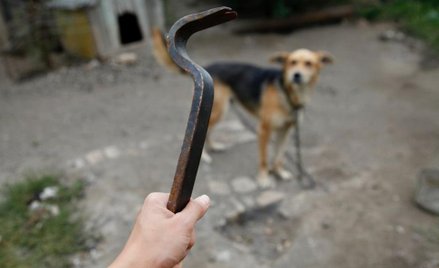 Koniec z pieskim życiem - rozmowa z Zofią Pawelską, autorką inicjatywy Lab Rescue