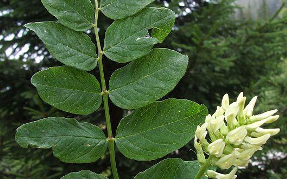 Astragalus - w chińskiej medycynie jest używany do wzmacniania odporności