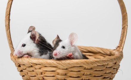 Bolesna różnica płci