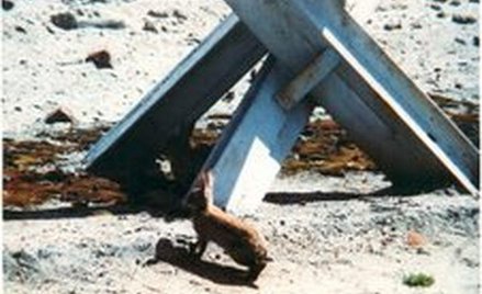 "Królik po berlińsku" Bartosza Konopki