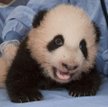 Trzynastotygodniowa panda